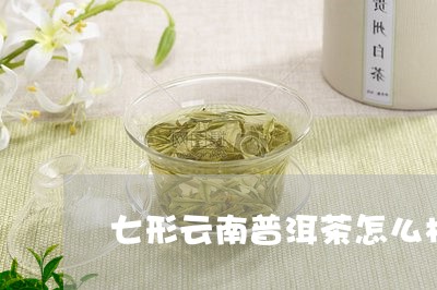 七形云南普洱茶怎么样/2023092687379