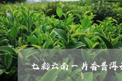 七彩云南一片香普洱茶/2023072118479