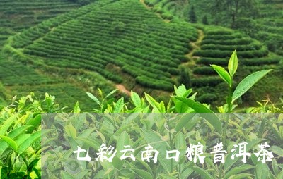 七彩云南口粮普洱茶/2023070959393