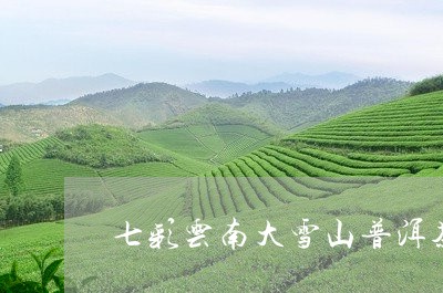 七彩云南大雪山普洱茶/2023092647482