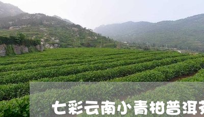 七彩云南小青柑普洱茶直播/2023051035469