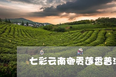 七彩云南御贡莲香普洱茶/2023102400570