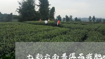 七彩云南普洱茶减肥吗/2023092804052