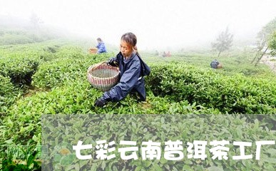 七彩云南普洱茶工厂/2023120508371