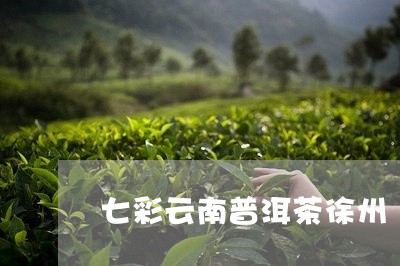 七彩云南普洱茶徐州/2023120557180