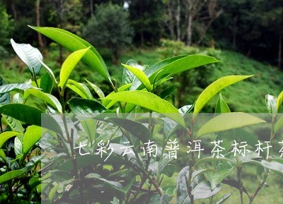 七彩云南普洱茶标杆茶/2023062238481