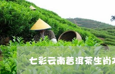 七彩云南普洱茶生肖鸡/2023092789603