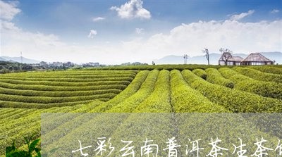 七彩云南普洱茶生茶饼/2023062187250