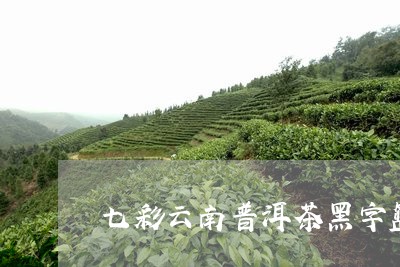 七彩云南普洱茶黑字篮/2023092769382