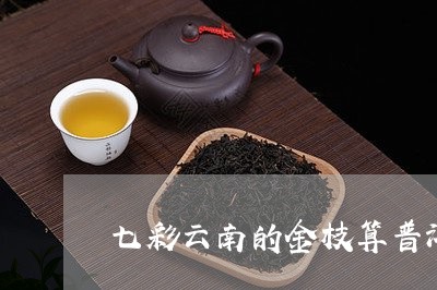 七彩云南的金枝算普洱茶吗/2023051096348