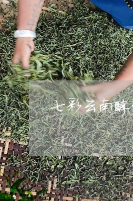 七彩云南醇韵普洱茶/2023120525937