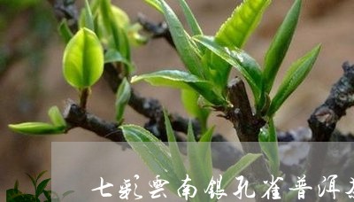 七彩云南银孔雀普洱茶/2023092840826