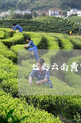 七彩云南黄家寨正山古树茶/2023051237460