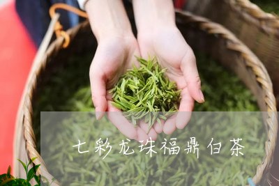 七彩龙珠福鼎白茶/2023112527160