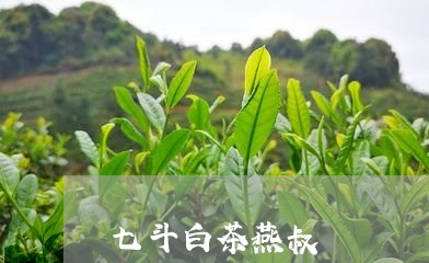 七斗白茶燕叔/2023051231725