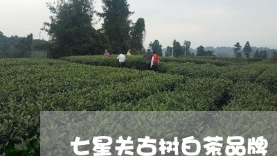 七星关古树白茶品牌/2023081186168