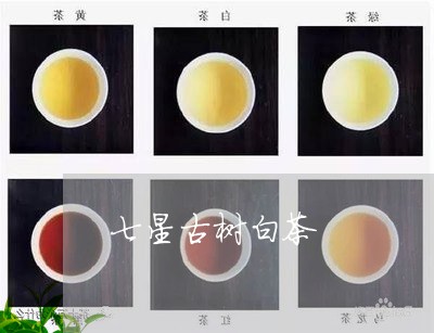 七星古树白茶/2023051294130