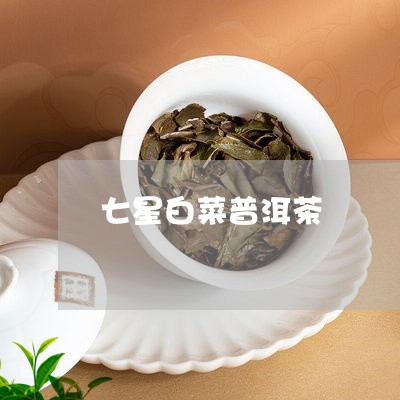 七星白菜普洱茶/2023102659204