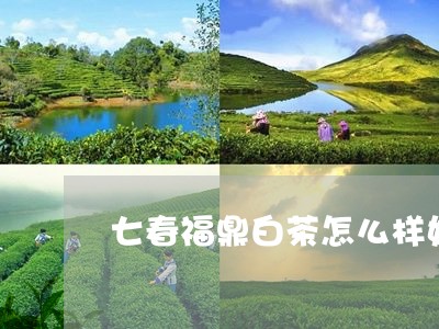 七春福鼎白茶怎么样好喝吗/2023111679483