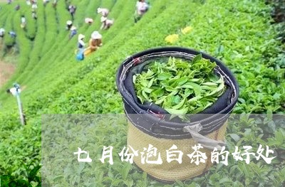 七月份泡白茶的好处/2023071413836