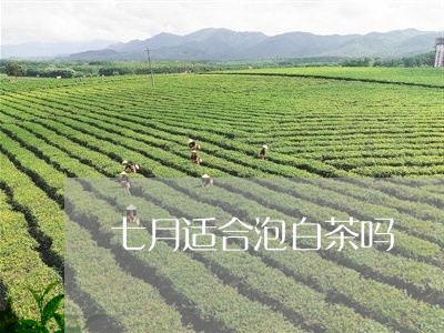 七月适合泡白茶吗/2023061550835