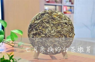 七月采摘的白茶嫩芽/2023121613927