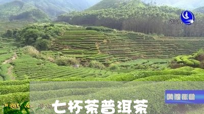 七杯茶普洱茶/2023082816272