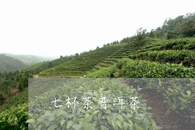 七杯茶普洱茶/2023110545860