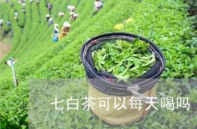 七白茶可以每天喝吗/2023121686150