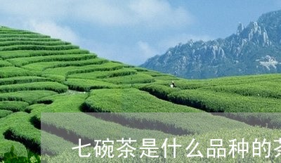 七碗茶是什么品种的茶/2023071572716