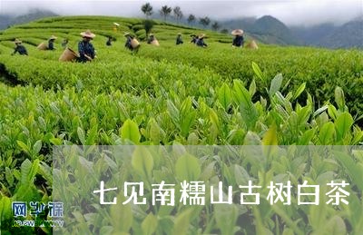 七见南糯山古树白茶/2023121612917