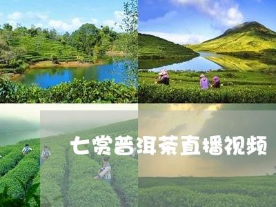 七赏普洱茶直播视频/2023110575049