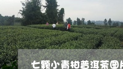 七颗小青柑普洱茶图片/2023072381605