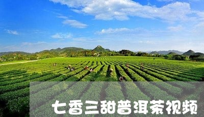 七香三甜普洱茶视频/2023091547269