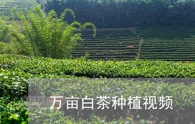 万亩白茶种植视频/2023061583816