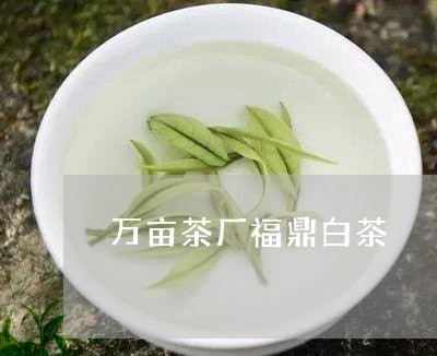 万亩茶厂福鼎白茶/2023061535460