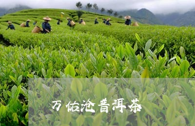 万佑沧普洱茶/2023042569343