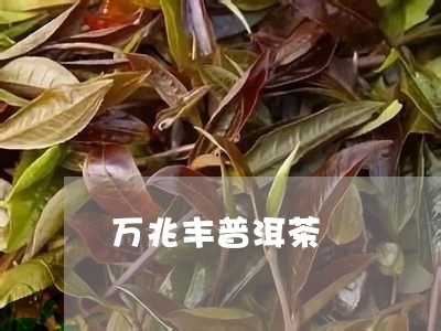 万兆丰普洱茶/2023102635158