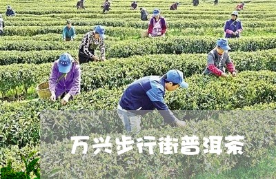 万兴步行街普洱茶/2023120483146