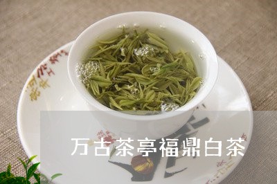 万古茶亭福鼎白茶/2023061559373