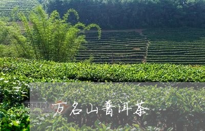 万名山普洱茶/2023090610604