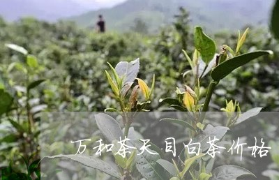 万和茶天目白茶价格/2023121669481