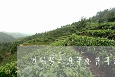 万园号二月早春普洱茶/2023092893634