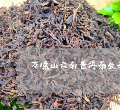 万境山云南普洱茶生茶/2023062314847