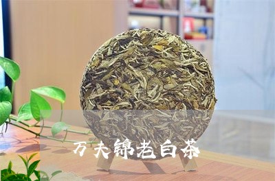 万夫锦老白茶/2023051280715