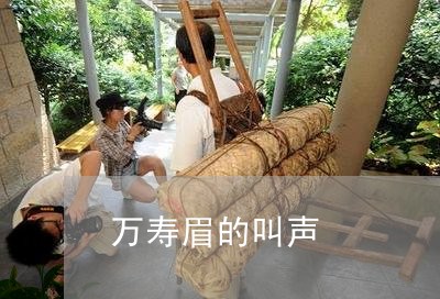 万寿眉的叫声/2023051274938