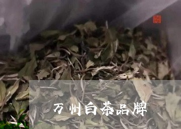 万州白茶品牌/2023051298513