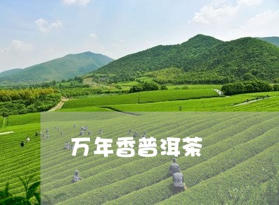 万年香普洱茶/2023090662514