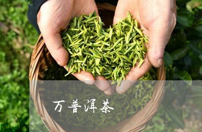 万普洱茶/2023121819471
