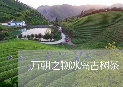 万朝之物冰岛古树茶/2023042653360